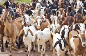 Stolen 57 Goats,