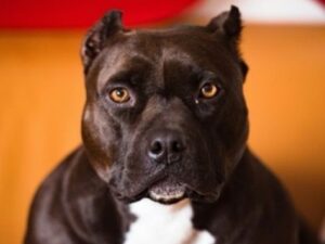 Dog Shot Man 