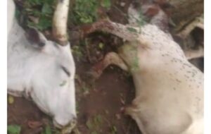 Lightning Strikes Kill Cows
